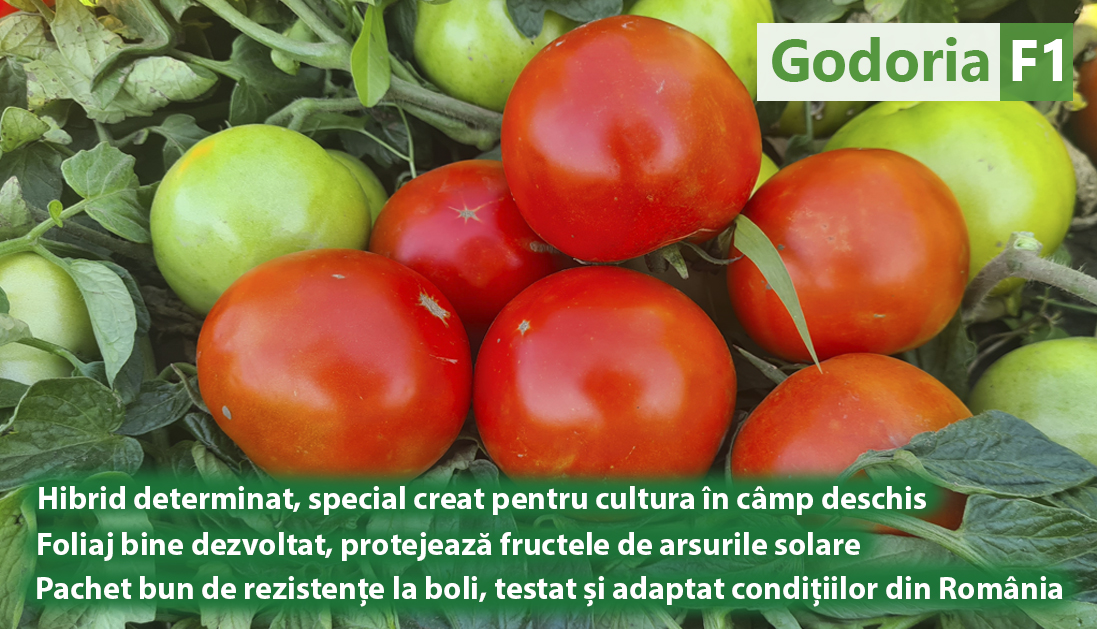 Tomate Godoria F1