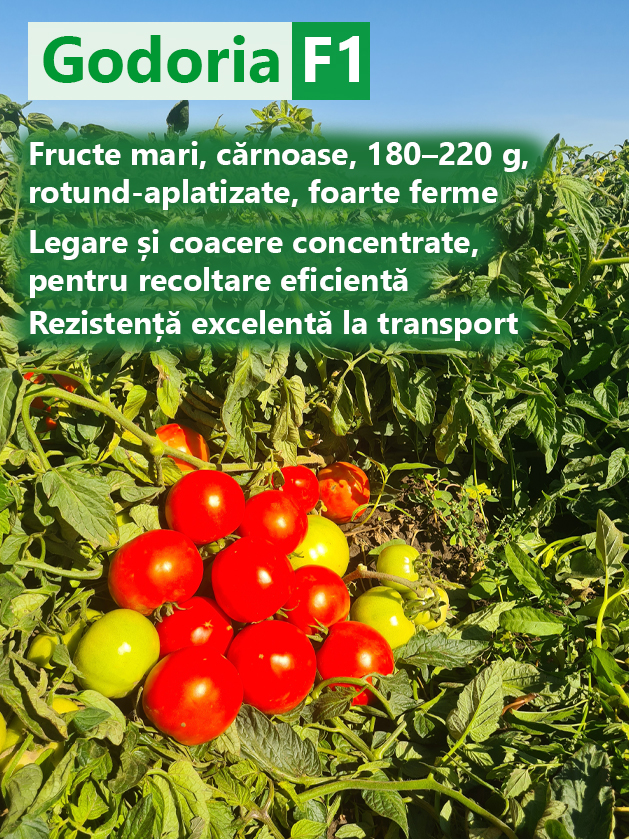 Tomate Godoria F1