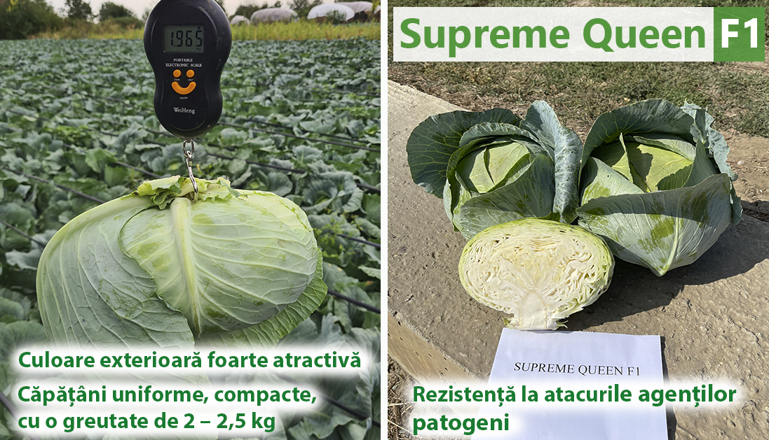 Varza Supreme Queen F1