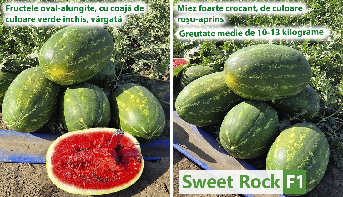 Sweet Rock F1