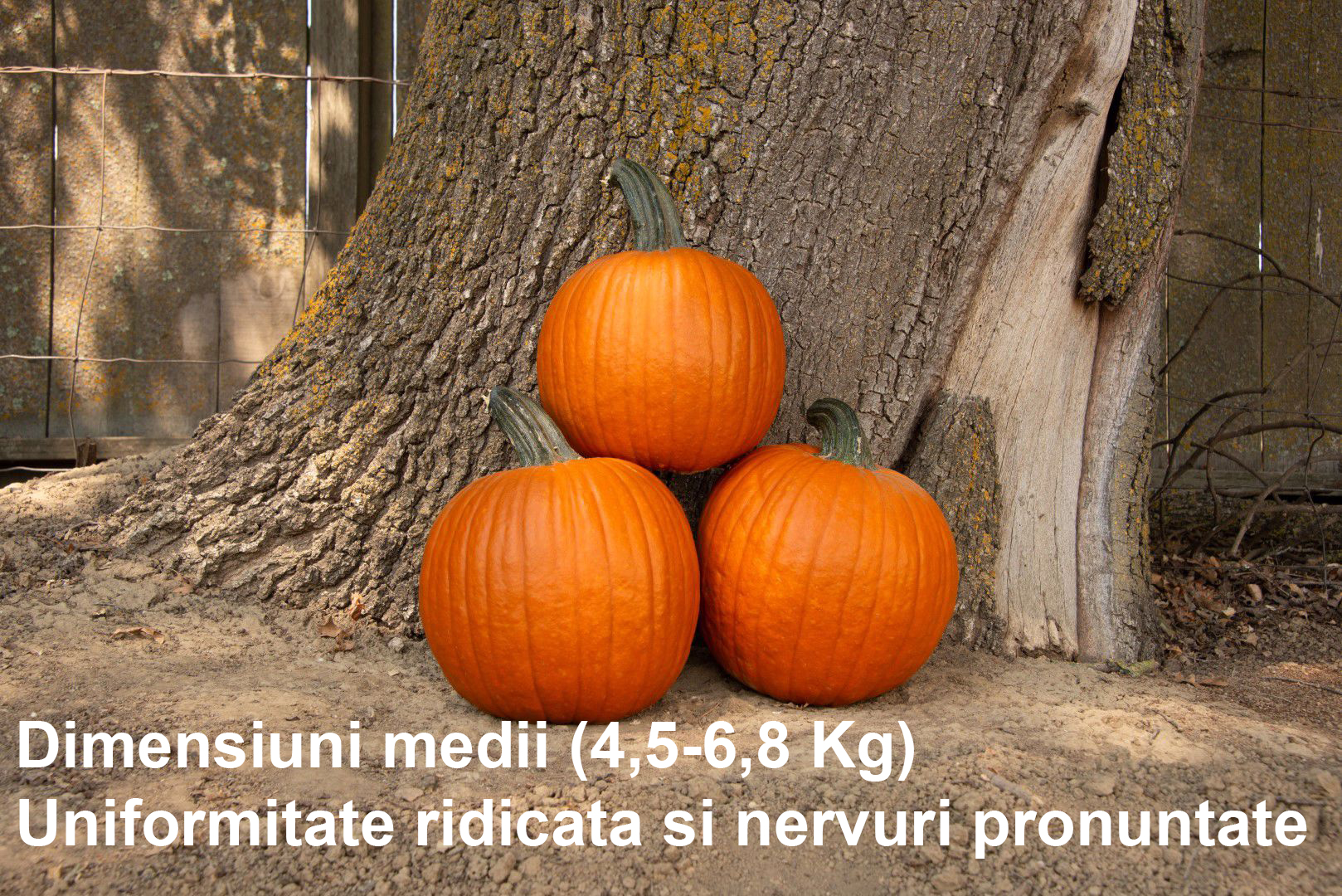 Dovleac-Halloween-Hermes-F1