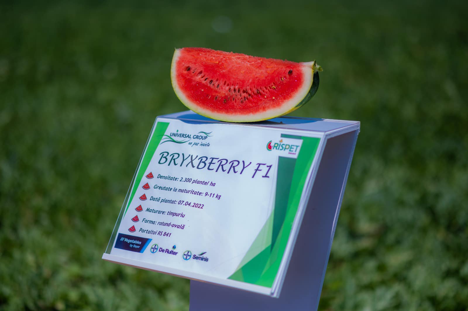 brybxberry f1 - 2.jpg