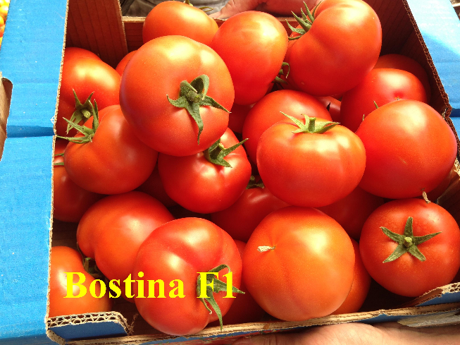 Seminte de tomate Bostina F1