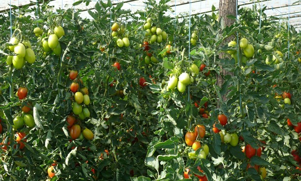 tomate prunisoara Kilates F1