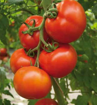Seminte de tomate Mahitos F1