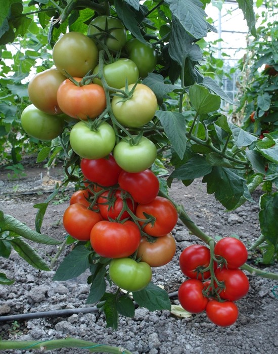 tomate Prios F1