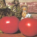 Seminte de tomate Fair Lady