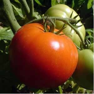 Seminte de tomate Benfica