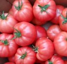Seminte de tomate Aphen F1