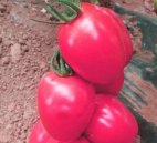 Seminte de tomate cu fruct roz 