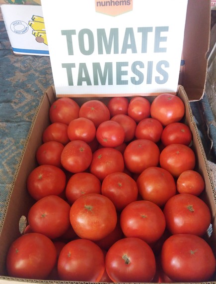 Seminte de tomate Tamesis