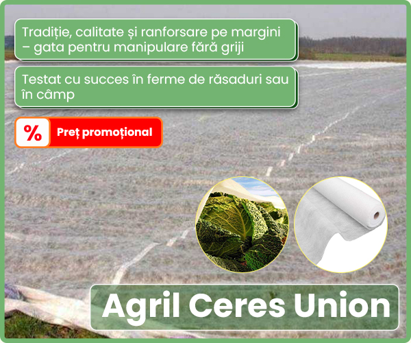 Seminte de Ceapa